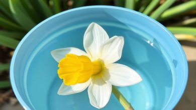 آموزش خشک کردن گل نرگس به صورت حجمی؛ برای تزئین سفره هفتسین