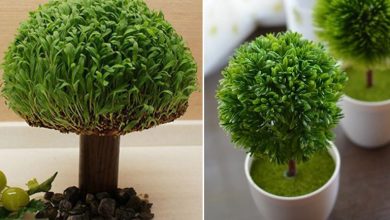 کاشت سبزه درختی برای هفت سین