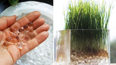 کاشت سبزه در خاک ژلهای