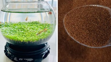 کاشت بذر چمن مونت کارلو