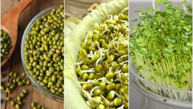 آموزش کاشت سبزه ماش در تنگ + زمان مناسب و روش نگهداری