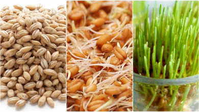 آموزش کاشت سبزه گندم در آب + زمان مناسب و روش نگهداری