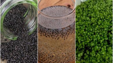 5 روش کاشت سبزه تخم شربتی + زمان مناسب و نکات نگهداری