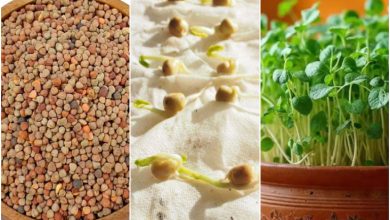 آموزش کاشت سبزه گاودانه برای عید + زمان مناسب و روش نگهداری