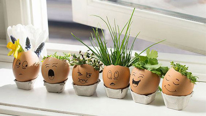 بذرهای مناسب برای کاشت سبزه در پوست تخممرغ بذرهای مناسب برای کاشت سبزه در پوست تخممرغ