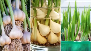 کاشت سبزه سیر برای عید + زمان مناسب و روش نگهداری