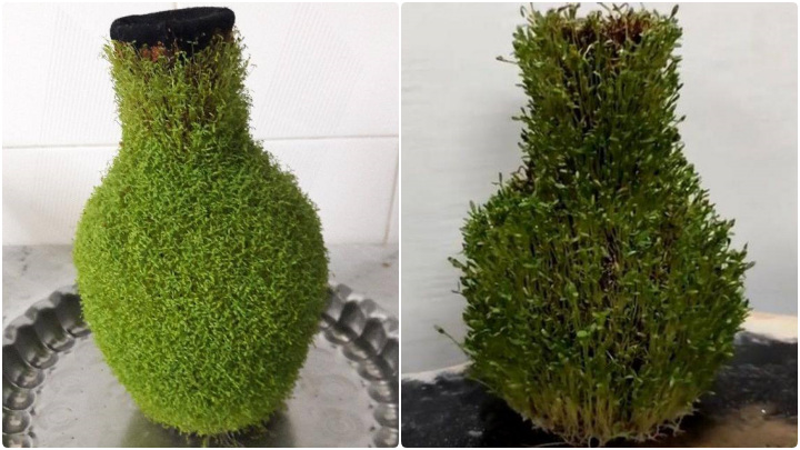 کوتاه کردن و فرم دهی برای نگهداری از سبزه کوزهای کوتاه کردن و فرم دهی برای نگهداری از سبزه کوزهای