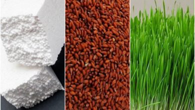 آموزش کاشت سبزه روی فیبر (یونولیت) + زمان مناسب و روش نگهداری