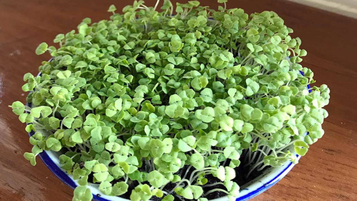 بهترین زمان کاشت سبزه تخم شربتی برای نوروز بهترین زمان کاشت سبزه تخم شربتی برای نوروز