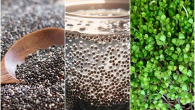 کاشت سبزه دانه چیا برای عید+ زمان مناسب و روش نگهداری