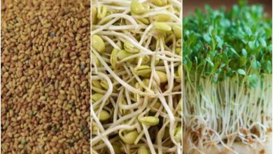 روش کاشت سبزه یونجه برای عید نوروز؛ زمان مناسب و روش نگهداری