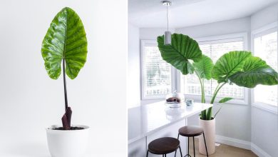 همه چیز درباره نگهداری و تکثیر گیاه بابا آدم؛ از مبتدی تا حرفهای