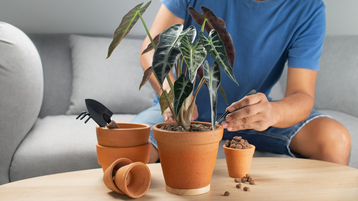 راهنمای گام به گام تکثیر گیاه بابا آدم