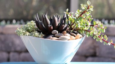 کدام گیاهان آپارتمانی مناسب گلدان های کم عمق هستند؟