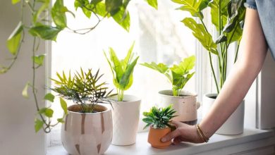 پژمرده شدن گیاهان آپارتمانی و روشهای درمان آن