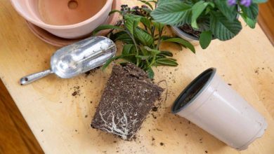 زمان مناسب تعویض خاک گلدان