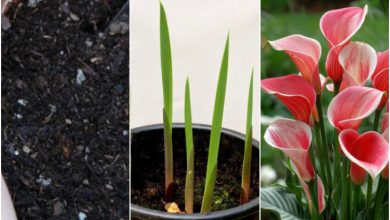 روش کاشت، تکثیر و نگهداری گل شیپوری هلندی