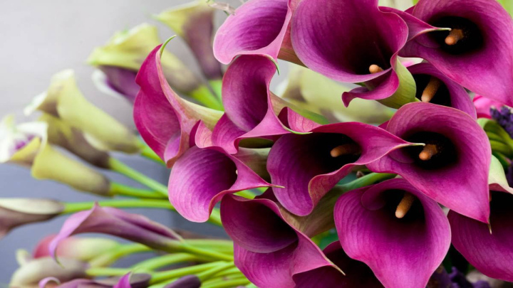 روش تکثیر گل شیپوری هلندی