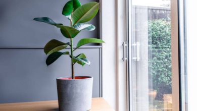 ۵ راز نگهداری حرفه‌ای از گیاه فیکوس که باید بدانید!