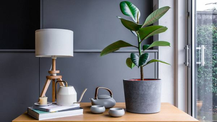 تشخیص زمان مناسب برای آبیاری گیاه فیکوس