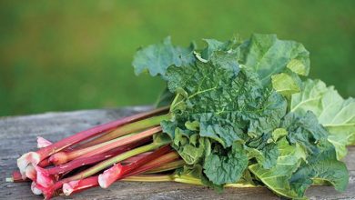 آموزش کاشت و پرورش ریواس در گلدان+ روش نگهداری