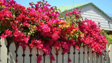 نگهداری از گل کاغذی در حیاط