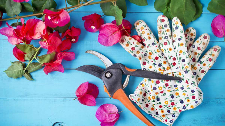 هرس کردن گل کاغذی