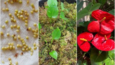 روش کاشت، تکثیر و نگهداری گیاه آنتوریوم