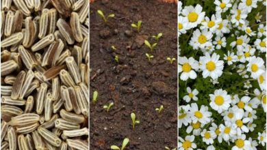 کاشت گل بابونه در گلدان