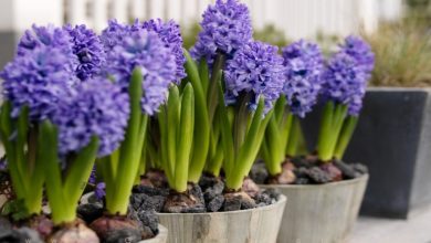 ترفندهای ساده برای مراقبت از گل سنبل تا سال بعد