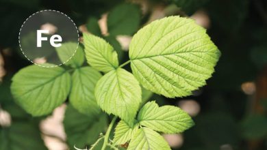 چطور جذب آهن در گیاهان را چند برابر کنیم؟؛ 4 روش کاربردی
