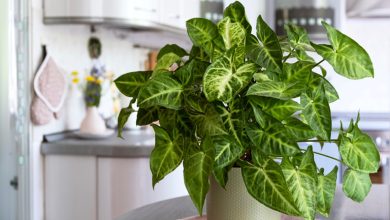 تزیین آشپزخانه با گل و گیاه