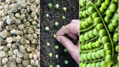 آموزش کاشت نخود فرنگی در گلدان+ روش نگهداری