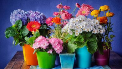 جدیدترین مدل‌های گلدان‌های بهاری برای خانه و باغچه