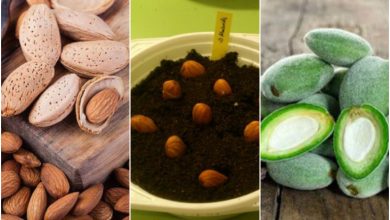 طرز کاشت چغاله بادام در گلدان+ روش نگهداری