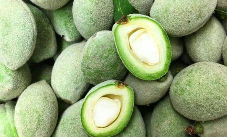 روش کاشت چغاله بادام در گلدان