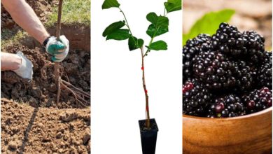 آموزش کاشت نهال توت سیاه در خانه+ روش نگهداری و زمان کاشت