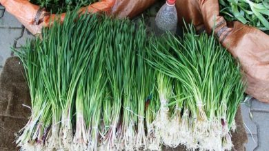 کالری شنگ چقدر است؟