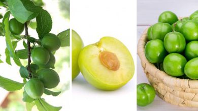 آموزش کاشت هسته گوجه سبز در گلدان + روش نگهداری