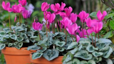 کاشت و مراقبت گیاه سیکلامن