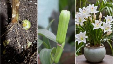 روش کاشت، نگهداری و تکثیر گل لیلیوم