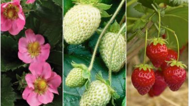 پرورش توت فرنگی در گلدان