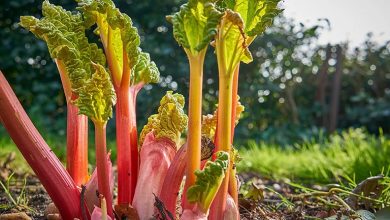 با ریواس، موهای خود را به رنگهای طبیعی و زیبا درآورید!