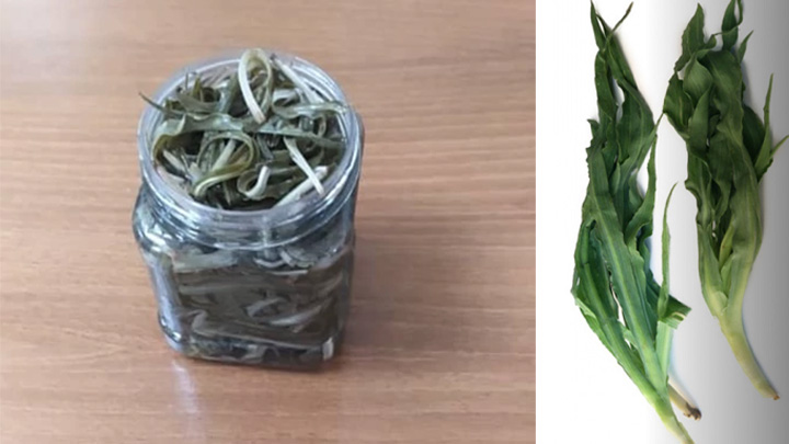 گیاه شنگ