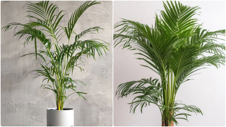 نخل اریکا (Areca Palm)