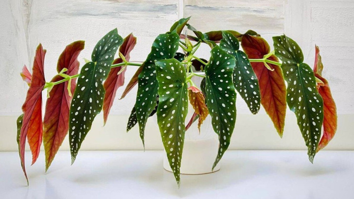 بگونیا (Begonia)