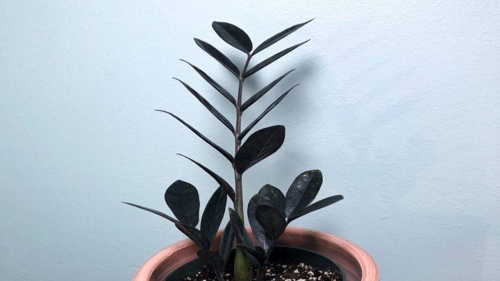 زامیفولیا مشکی (Black Zamiifolia)