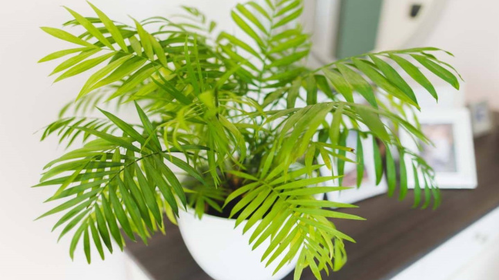 نخل شامادورا (Chamaedorea elegans)