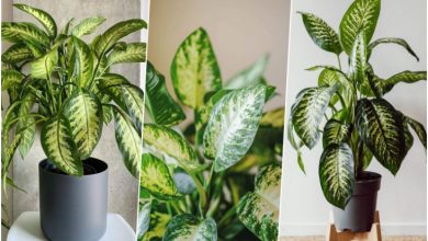 روش نگهداری، تکثیر و پرورش گیاه دیفن باخیا