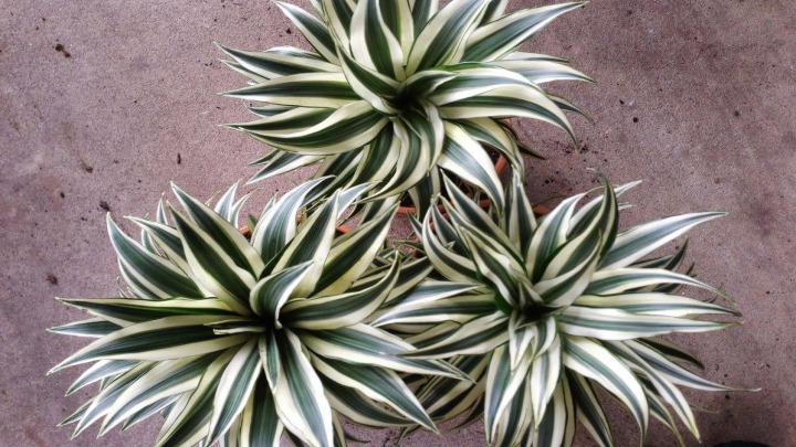دراسینا کامپکت (Dracaena Compacta)